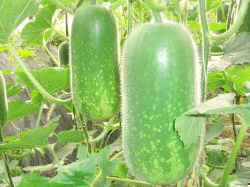 吃瓜15w网红,从素人崛起至网络红人的传奇之路